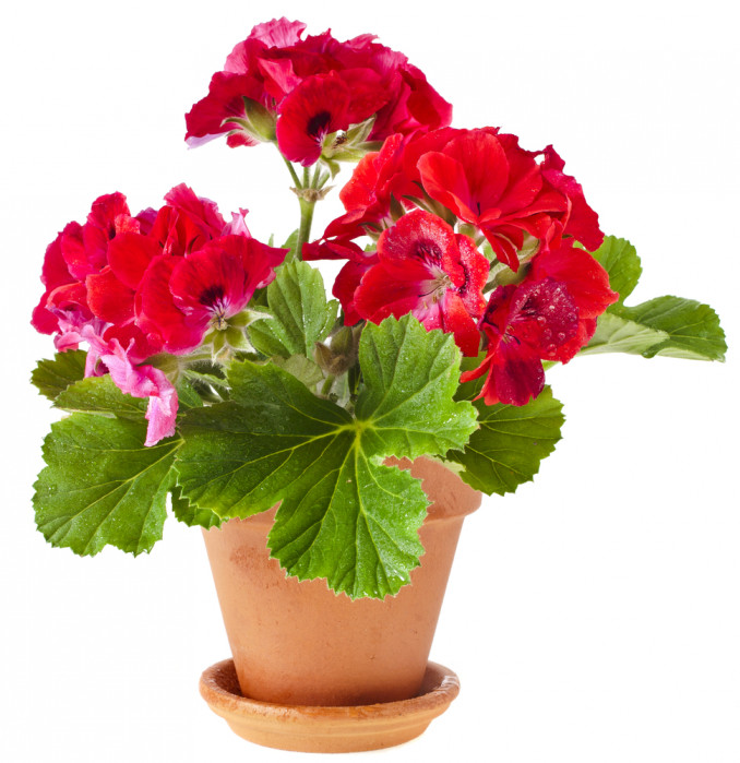 Pelargonijos