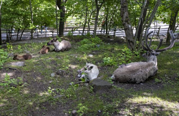 Skånes Djurpark